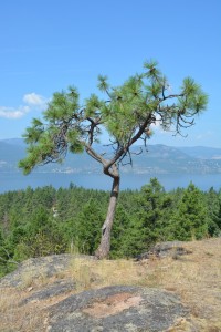 View of Lake Okanagan from Ellison Provincial Park