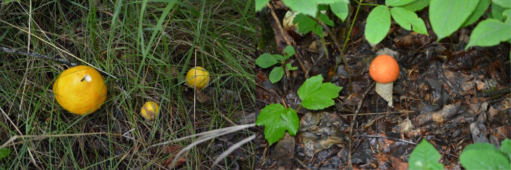 Mushrooms at Pigeon Lake PP