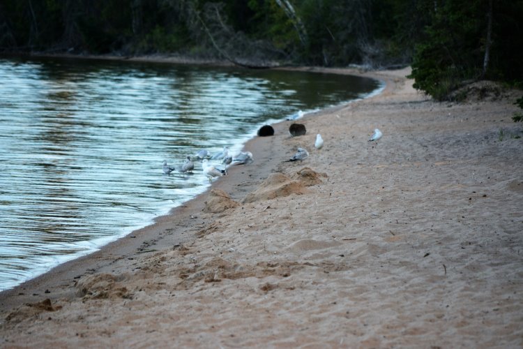 Paignton Beach in Prince Albert National Park