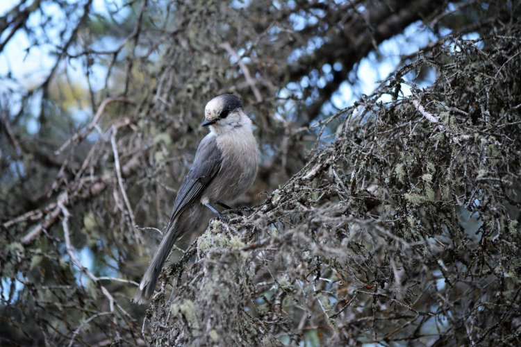 gray-jay-at-beaver-glen-campground-in-waskesiu