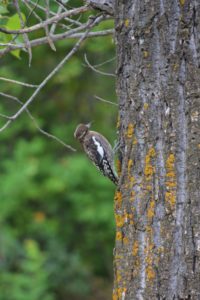 woodpecker-at-pike-lake-provincial-park