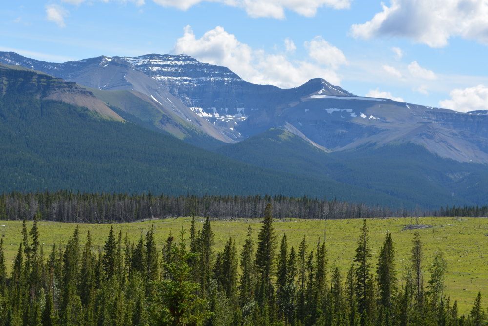 view of mountain bowl beyond a meadow and forest in the Ya Ha Tinda region of Albert Canada