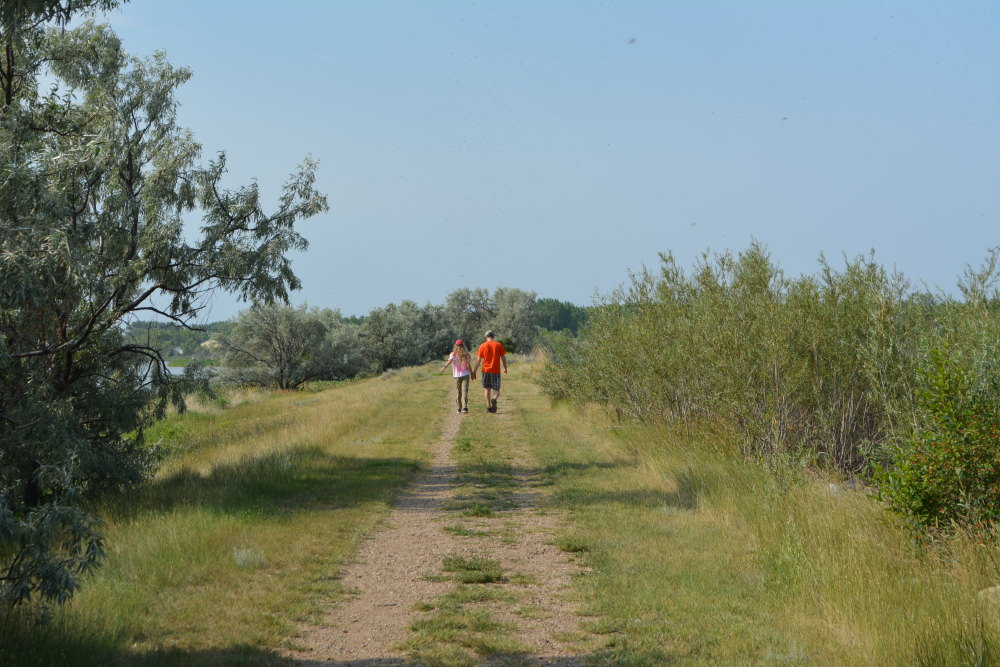 dual track dirt trail through wetland