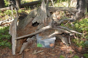 Geocache container hidden under a dead tree stump