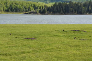 gophers popping out of their burrows