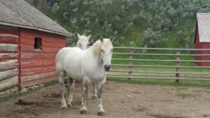 white horse standing in corral