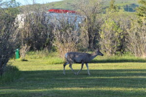 mule deer walking across a grassy area