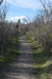 dirt path through shrubs
